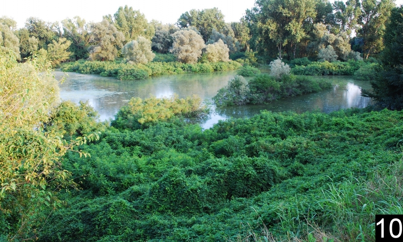 Chiavica del Moro